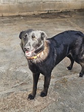 CORA, Hund, Deutscher Schäferhund-Mix in Seelze - Bild 3