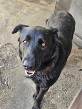 CORA, Hund, Deutscher Schäferhund-Mix in Seelze - Bild 4