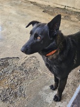 CORA, Hund, Deutscher Schäferhund-Mix in Seelze - Bild 5