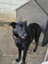 CORA, Hund, Deutscher Schäferhund-Mix in Seelze - Bild 6