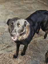 CORA, Hund, Schäferhund - Mischling in Spanien - Bild 2