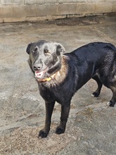 CORA, Hund, Schäferhund - Mischling in Spanien - Bild 3