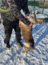 PATTI, Hund, Mischlingshund in Ungarn - Bild 3