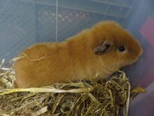 FRODO, Nager, Meerschweinchen in Wanzleben-Börde - Bild 1