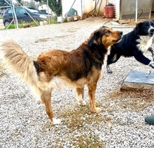 REX, Hund, Mischlingshund in Griechenland - Bild 2