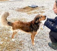 REX, Hund, Mischlingshund in Griechenland - Bild 3