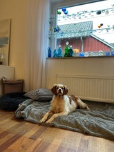 LUNITA, Hund, Epagneul Breton in Moschheim - Bild 3