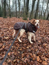 LUNITA, Hund, Epagneul Breton in Moschheim - Bild 4