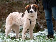 SOLARA, Hund, Mischlingshund in Plau - Bild 3