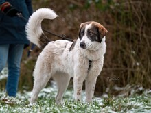 SOLARA, Hund, Mischlingshund in Plau - Bild 4