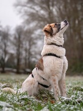 SOOKIE, Hund, Mischlingshund in Plau - Bild 1