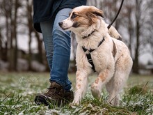 SOOKIE, Hund, Mischlingshund in Plau - Bild 3