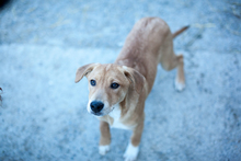 FABIUS, Hund, Mischlingshund in Duisburg - Bild 1