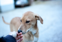 FABIUS, Hund, Mischlingshund in Duisburg - Bild 2