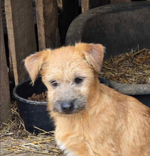 JUSTIN, Hund, Mischlingshund in Bulgarien - Bild 1