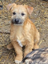 JUSTIN, Hund, Mischlingshund in Bulgarien - Bild 2