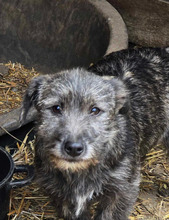 DUSTY, Hund, Mischlingshund in Bulgarien - Bild 1