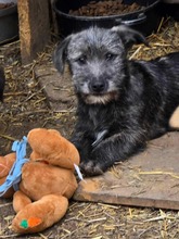 DUSTY, Hund, Mischlingshund in Bulgarien - Bild 2