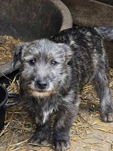 DUSTY, Hund, Mischlingshund in Bulgarien - Bild 5