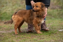 YUKON, Hund, Mischlingshund in Ungarn - Bild 1