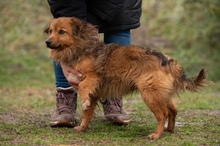 YUKON, Hund, Mischlingshund in Ungarn - Bild 10