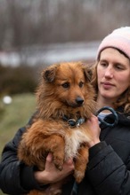 YUKON, Hund, Mischlingshund in Ungarn - Bild 2