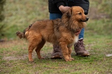 YUKON, Hund, Mischlingshund in Ungarn - Bild 3