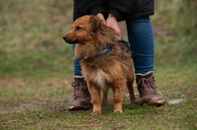 YUKON, Hund, Mischlingshund in Ungarn - Bild 4