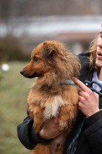 YUKON, Hund, Mischlingshund in Ungarn - Bild 7