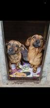 KAYO, Hund, Dackel-Mix in Remscheid - Bild 2