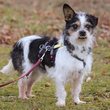 PANDASCH, Hund, Yorkshire Terrier-Mix in Lauf - Bild 1