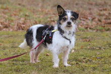 PANDASCH, Hund, Yorkshire Terrier-Mix in Lauf - Bild 2