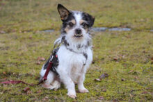 PANDASCH, Hund, Yorkshire Terrier-Mix in Lauf - Bild 3