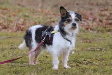 PANDASCH, Hund, Yorkshire Terrier-Mix in Lauf - Bild 4