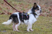 PANDASCH, Hund, Yorkshire Terrier-Mix in Lauf - Bild 6