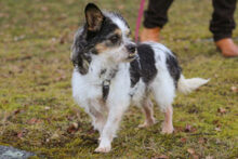 PANDASCH, Hund, Yorkshire Terrier-Mix in Lauf - Bild 7