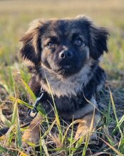 ROMA, Hund, Mischlingshund in Kroatien - Bild 10