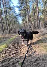 CORA, Hund, Mischlingshund in Heiligengrabe - Bild 2