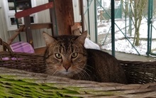 GIN, Katze, Hauskatze in Großröhrsdorf - Bild 2