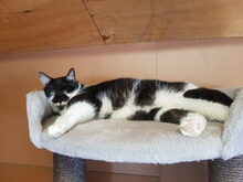 DONCARLO, Katze, Hauskatze in Großröhrsdorf - Bild 4