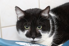 DONCARLO, Katze, Hauskatze in Großröhrsdorf - Bild 5