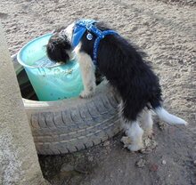 SNOOPY, Hund, Mischlingshund in Düsseldorf - Bild 6