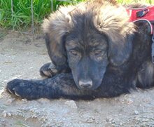 CHARLY, Hund, Charly in Griechenland - Bild 12