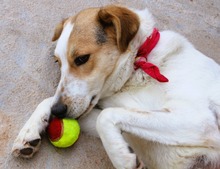 SOPHIA, Hund, Mischlingshund in Griechenland - Bild 2