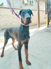 GUIDO, Hund, Dobermann in Ungarn - Bild 10