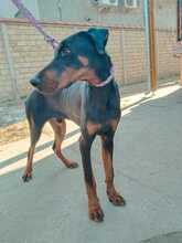 GUIDO, Hund, Dobermann in Ungarn - Bild 12