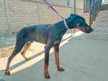 GUIDO, Hund, Dobermann in Ungarn - Bild 13