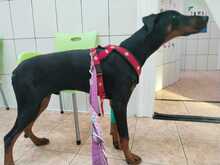 GUIDO, Hund, Dobermann in Ungarn - Bild 3