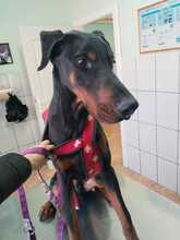 GUIDO, Hund, Dobermann in Ungarn - Bild 6