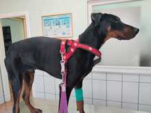 GUIDO, Hund, Dobermann in Ungarn - Bild 7